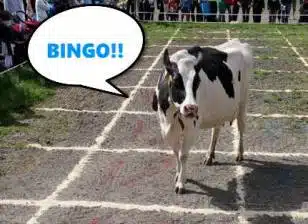 Amerikansk Bingo