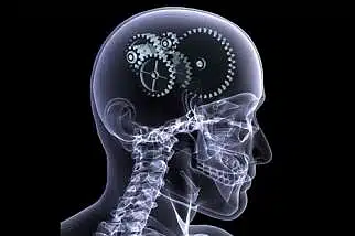 Human Brain