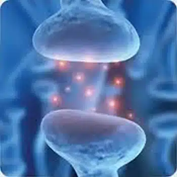 Knee Image